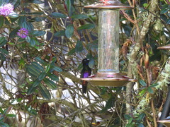 Coeligena helianthea