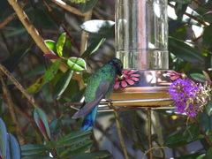 Colibri cyanotus