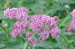 Asclepias incarnata incarnata