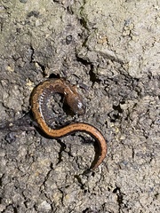 Plethodon dorsalis