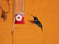 Chaetocercus mulsant