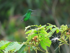 Chlorostilbon melanorhynchus