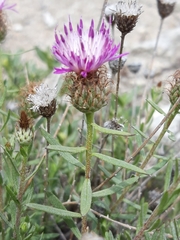 Centaurea hyssopifolia