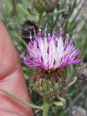 Centaurea hyssopifolia