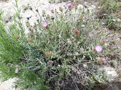 Centaurea hyssopifolia