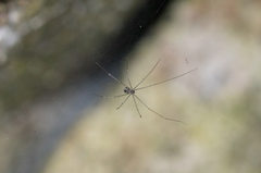Araneae