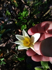 Narcissus × incomparabilis