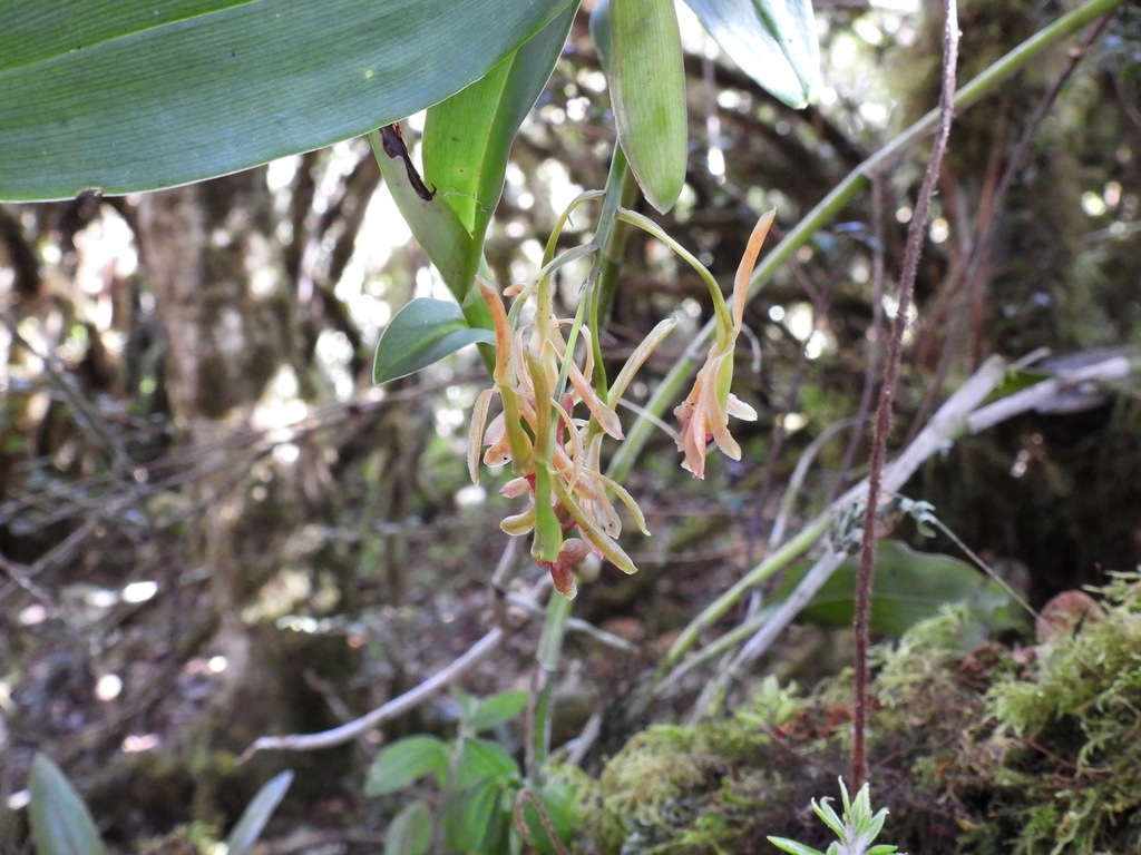 Epidendrum sisgaense