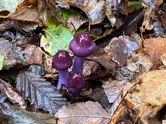 Cortinarius magellanicus
