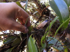 Stelis parvula
