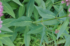 Asclepias incarnata incarnata