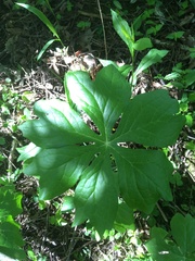 Podophyllum peltatum