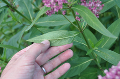 Asclepias incarnata incarnata