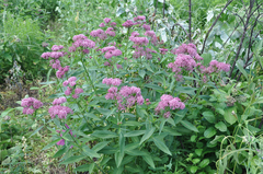 Asclepias incarnata incarnata