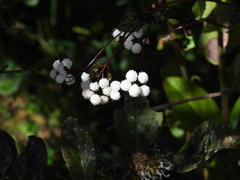 Ageratina gracilis