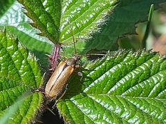 Cortodera humeralis