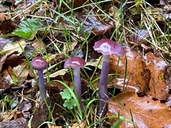 Cortinarius magellanicus