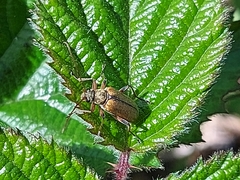 Cortodera humeralis