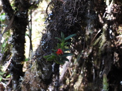 Fernandezia sanguinea
