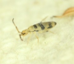 Entomobrya triangularis