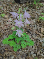 Aquilegia coerulea