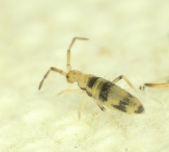 Entomobrya triangularis