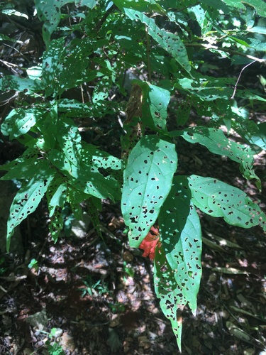 Combretum macrocalyx image