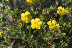 Potentilla hirta