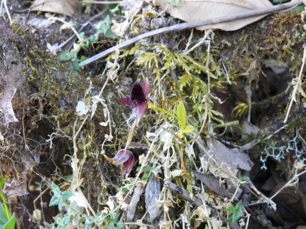 Telipogon falcatus