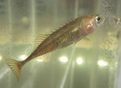 Pungitius pungitius