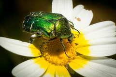 Cetonia aurataeformis