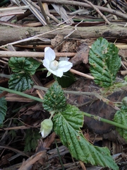 Rubus corchorifolius