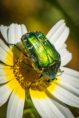 Cetonia aurataeformis