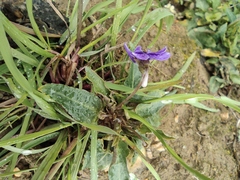 Viola philippica