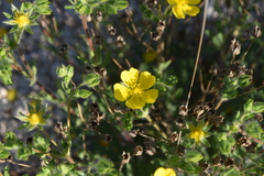 Potentilla hirta