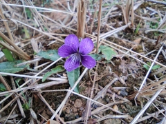 Viola philippica