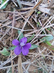 Viola philippica