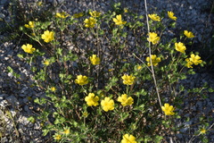 Potentilla hirta