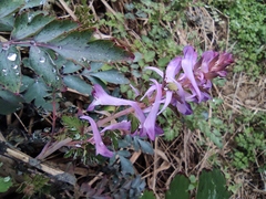 Corydalis edulis