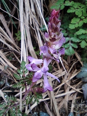 Corydalis edulis