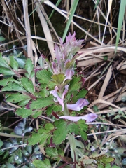 Corydalis edulis