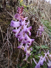 Corydalis edulis