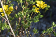 Potentilla hirta