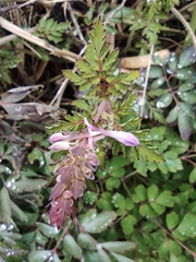 Corydalis edulis