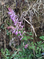 Corydalis edulis
