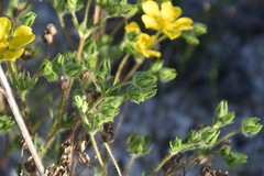 Potentilla hirta