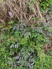 Corydalis sheareri