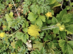 Ranunculus sieboldii