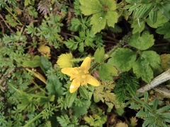 Ranunculus sieboldii