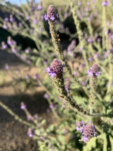 iNaturalist observation photo of western vervain